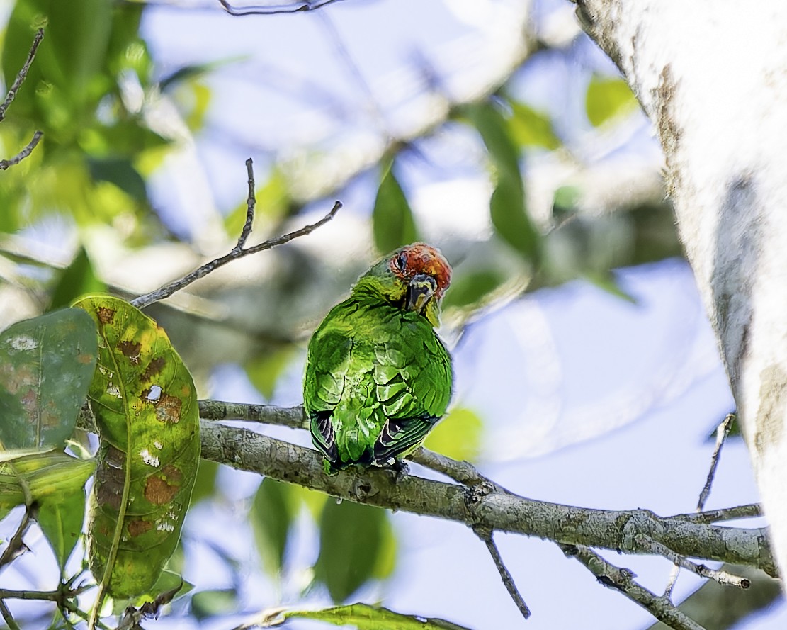 Red-fronted Parrotlet - ML646743663