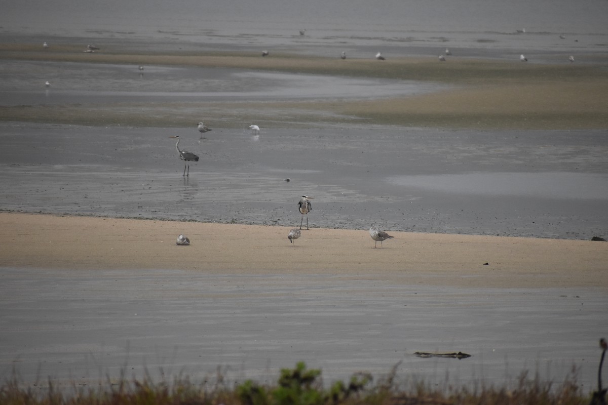 蒼鷺 - ML646743670