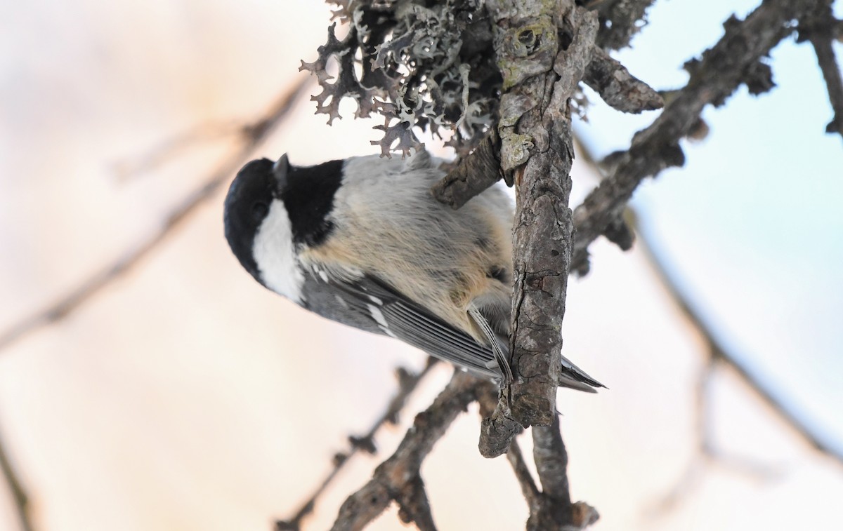 Coal Tit - ML646743671