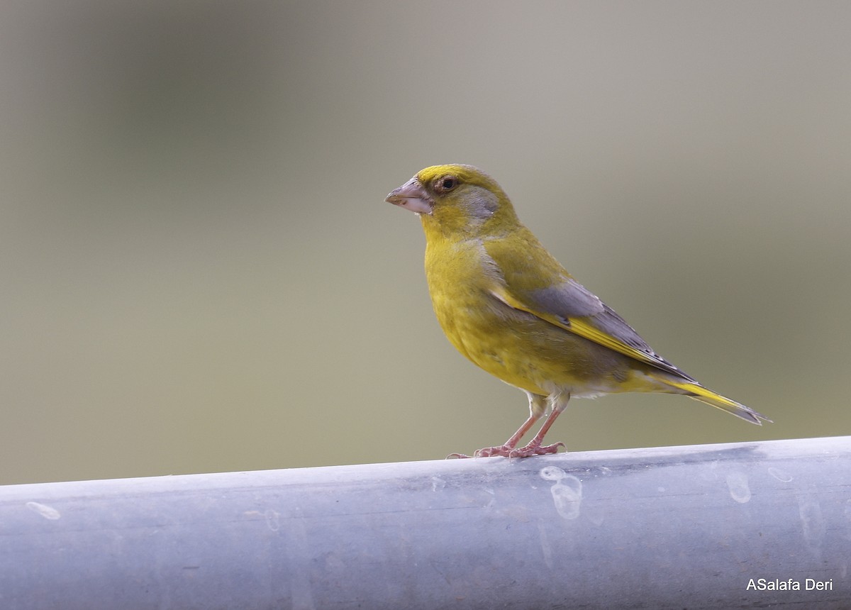 Florya - ML646743672