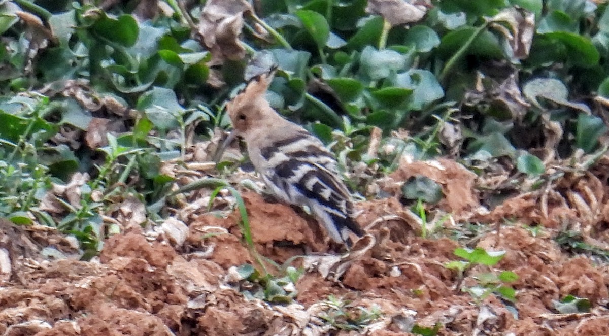 戴勝 - ML646743673