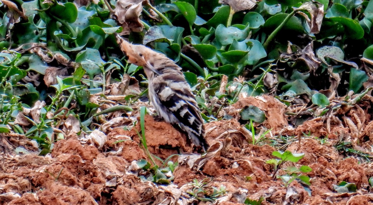 戴勝 - ML646743674