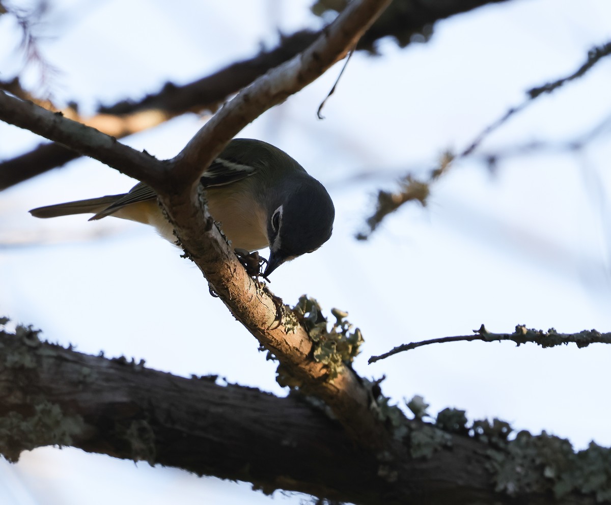 Blue-headed Vireo - ML646743675