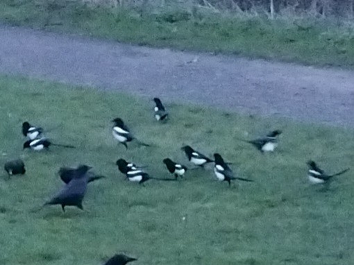 Сорока - ML646743677