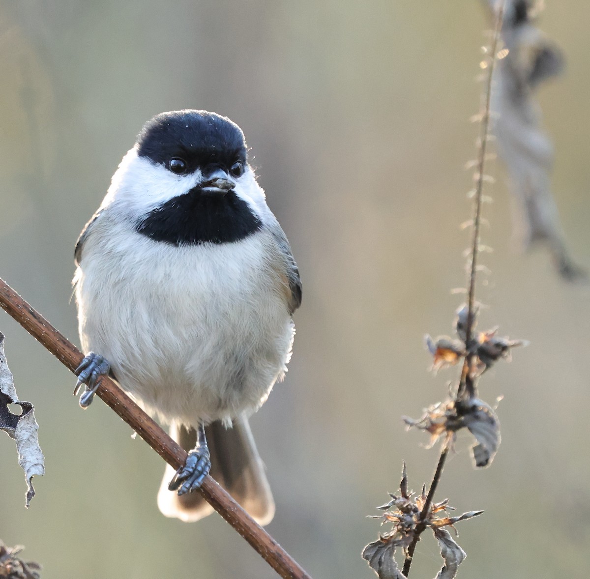 Carolina Chickadee - ML646743678