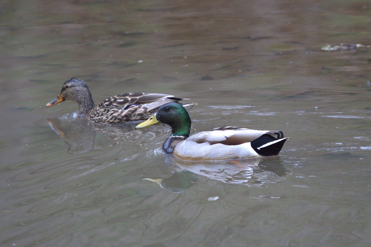 Ánade Azulón - ML646743680