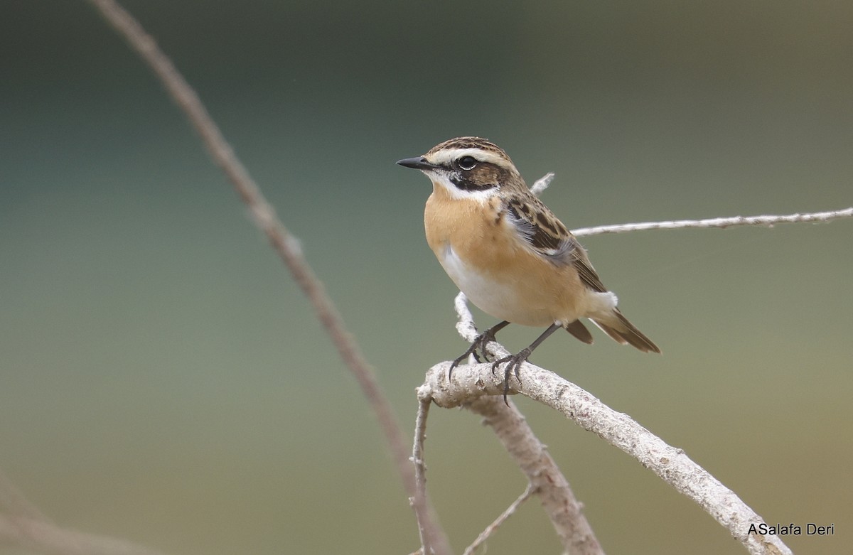 Çayır Taşkuşu - ML646743681