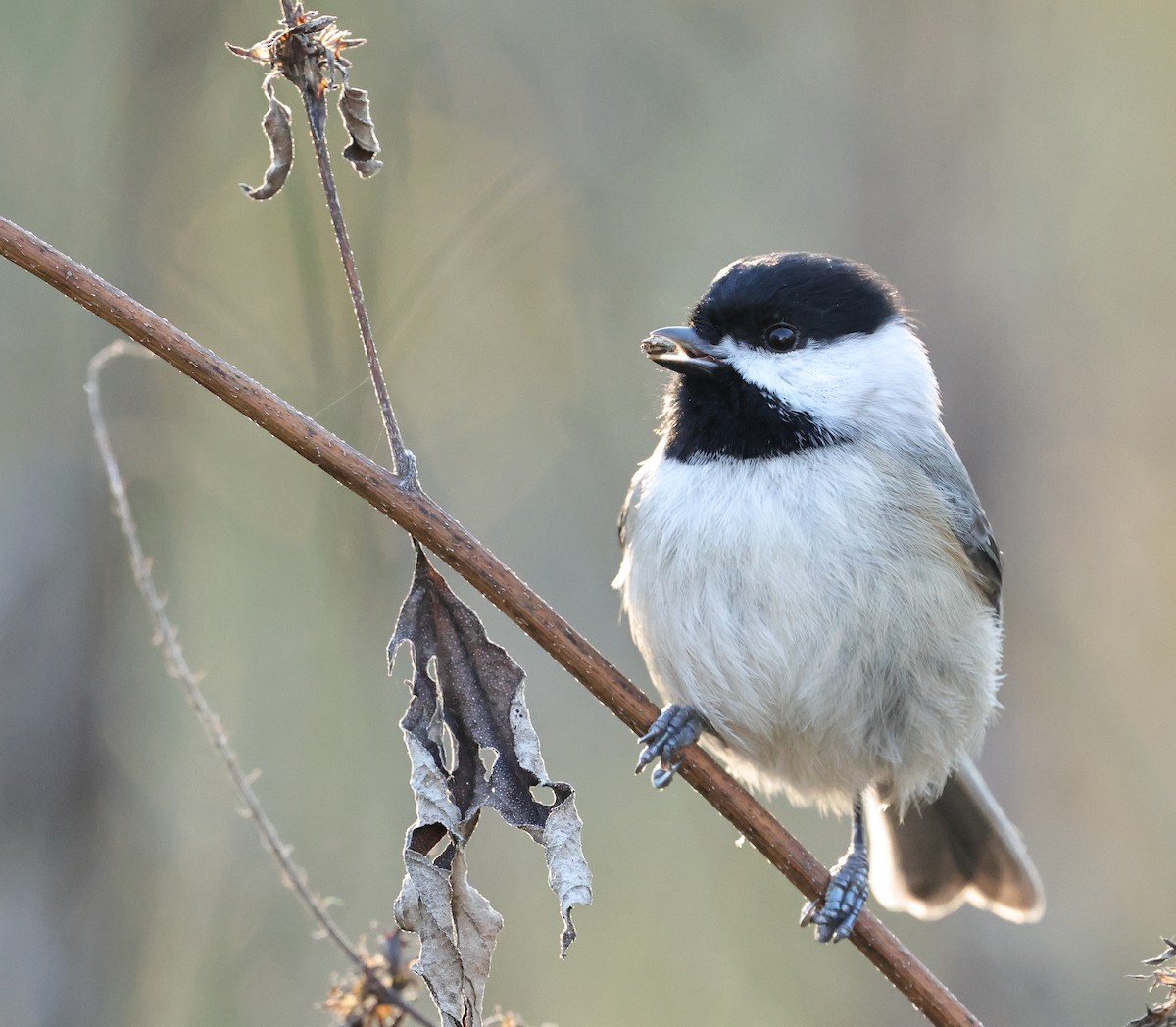 Carolina Chickadee - ML646743682
