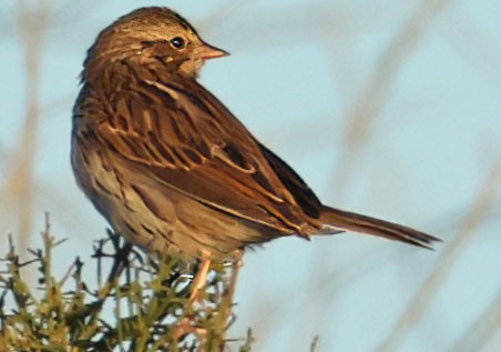 Savannah Sparrow - ML646743685