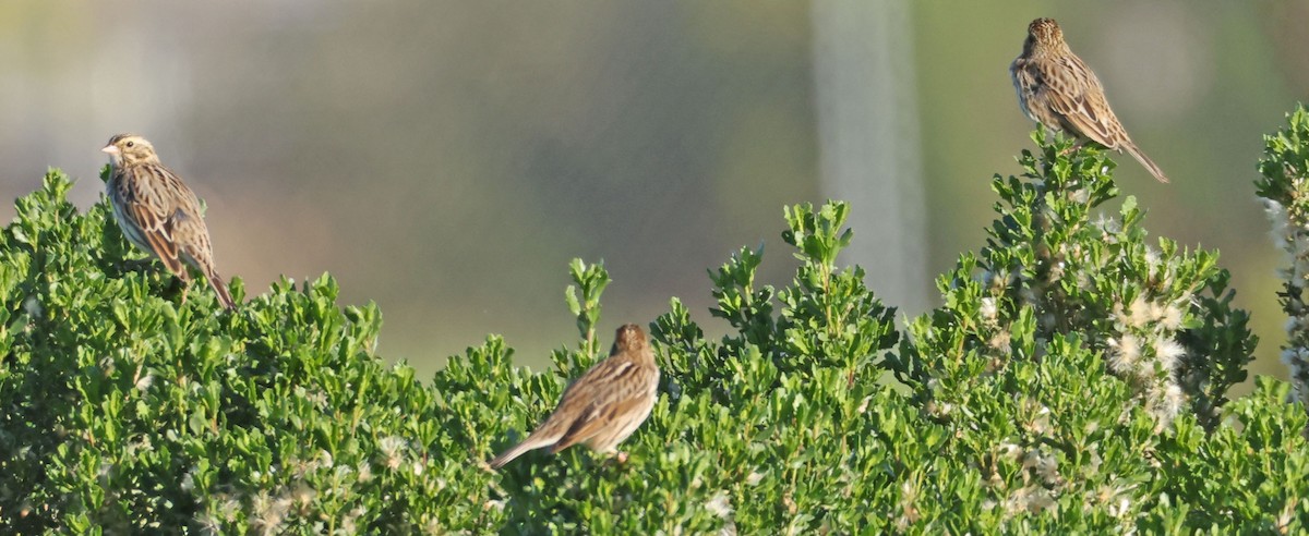 Savannah Sparrow - ML646743686