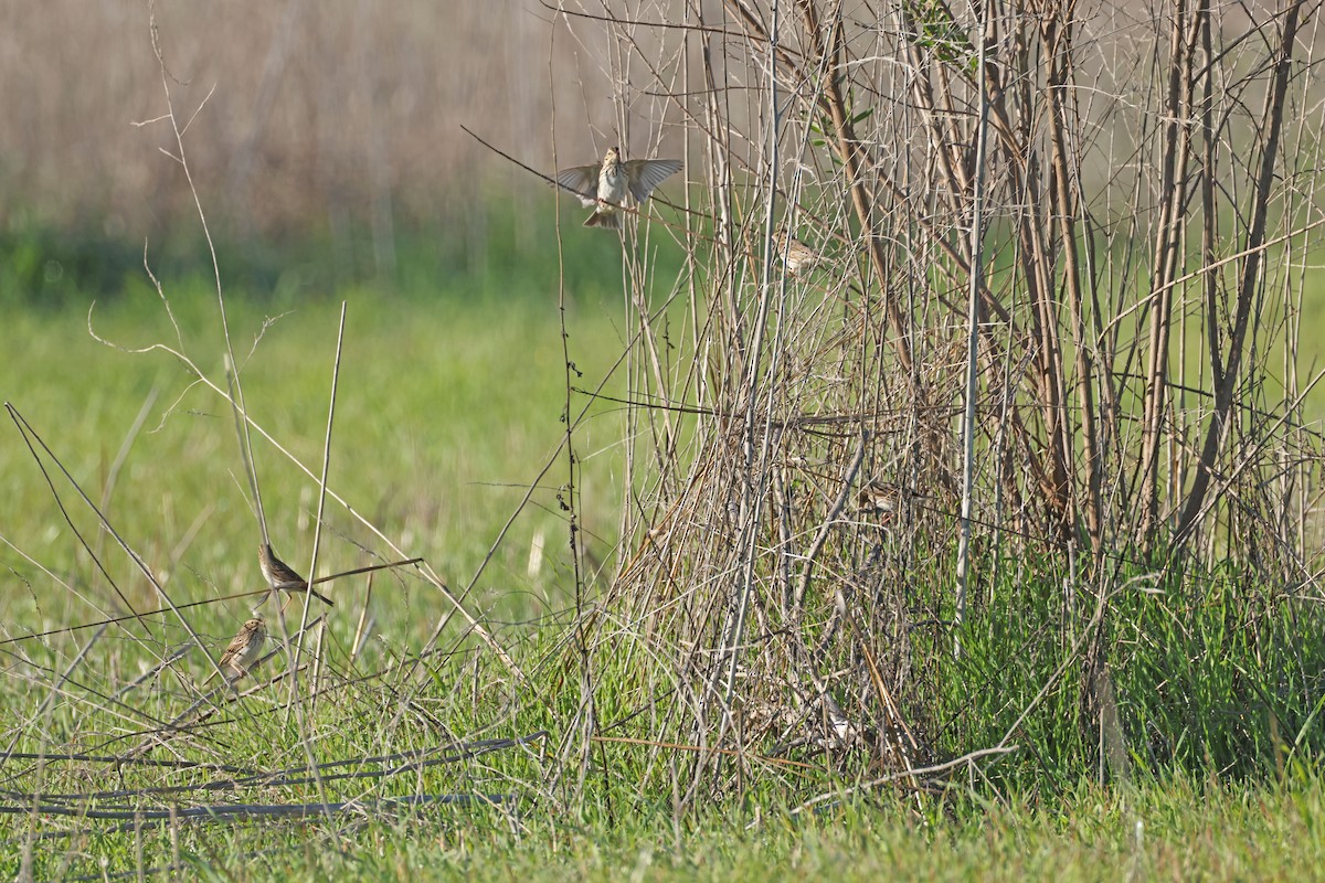 Savannah Sparrow - ML646743687