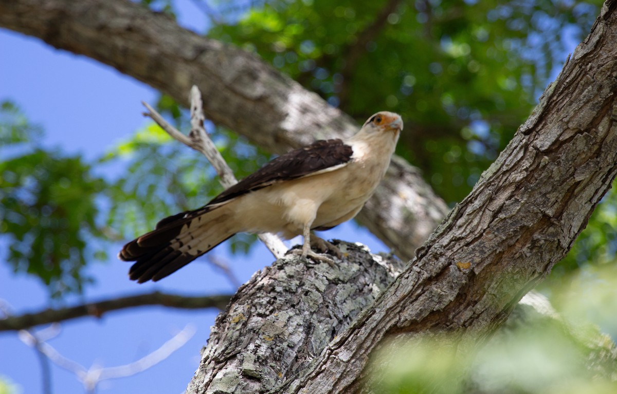 Yellow-headed Caracara - ML646743688