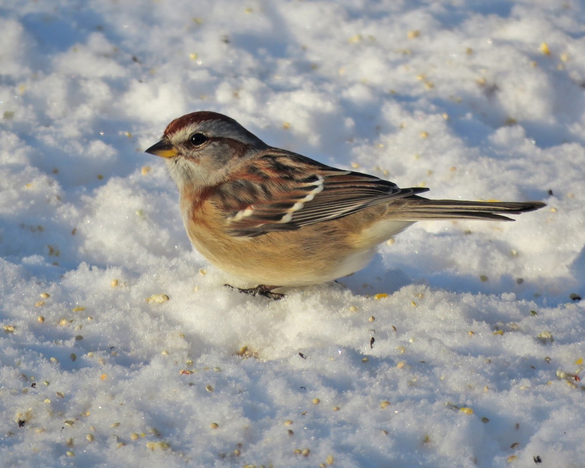 Hudson Körfezi Serçesi - ML646743689