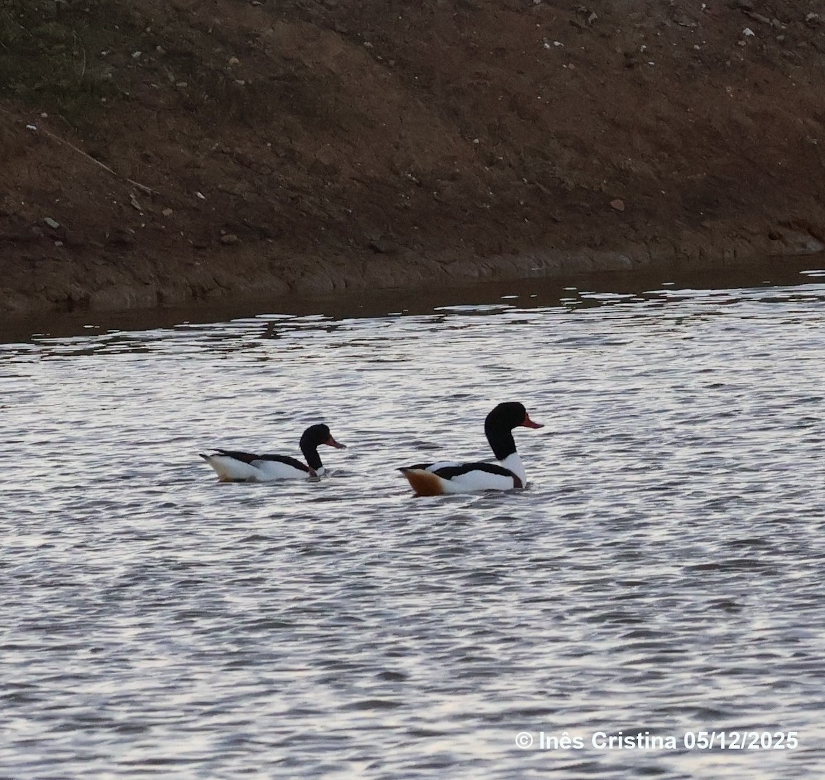 Common Shelduck - ML646743690