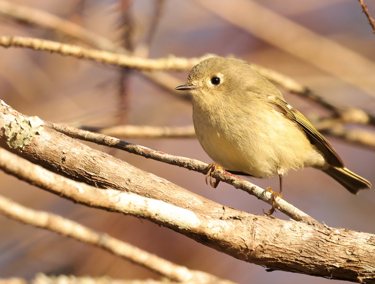 Ruby-crowned Kinglet - ML646743691