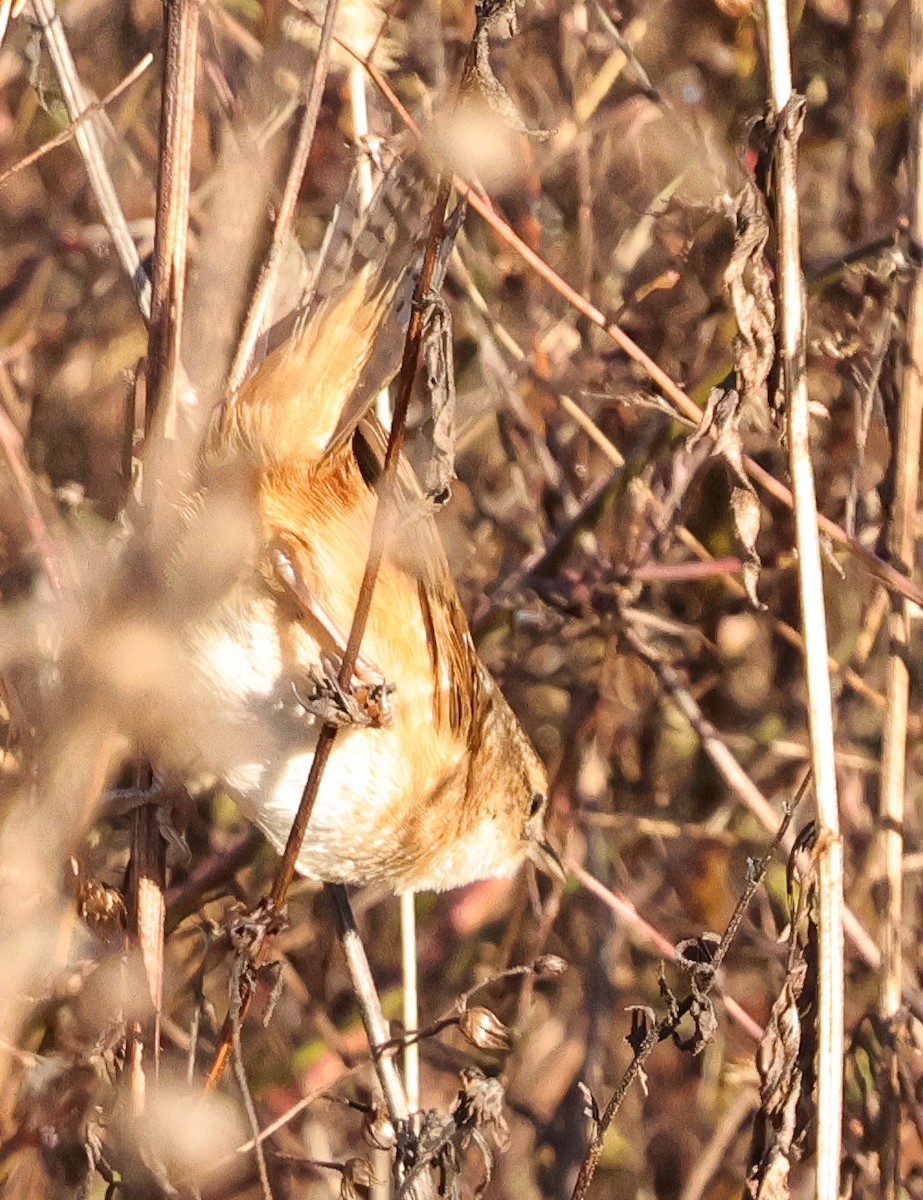Sedge Wren - ML646743692