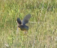 Western Meadowlark - ML646743694