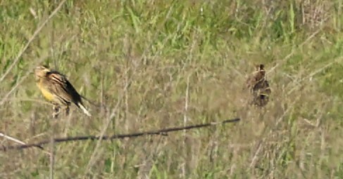 Western Meadowlark - ML646743695
