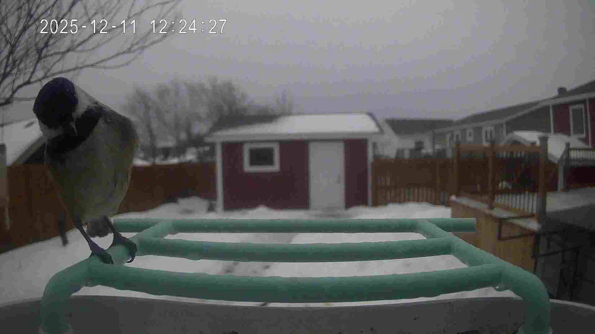 Black-capped Chickadee - ML646743696