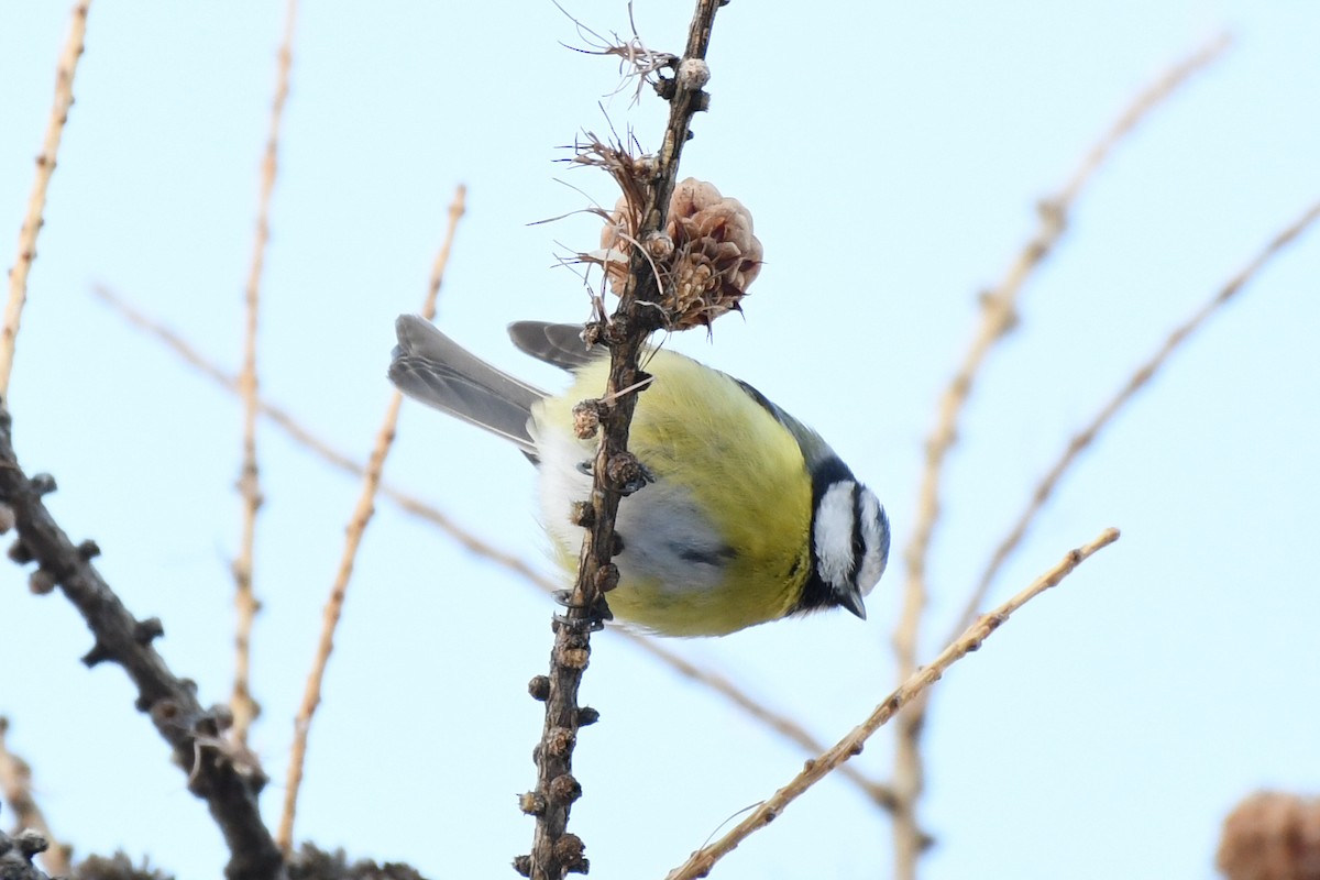 Eurasian Blue Tit - ML646743697