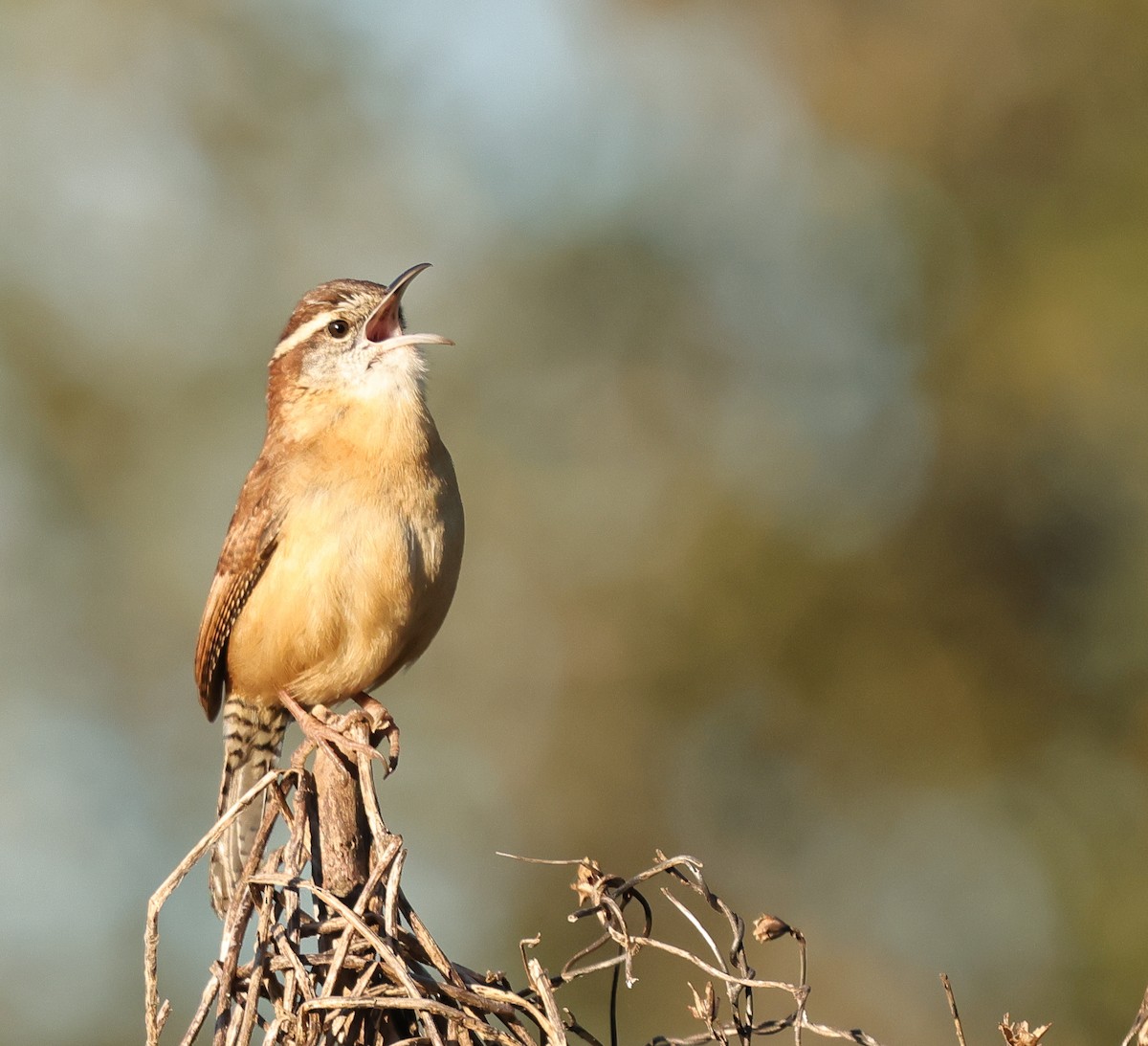 Carolina Wren - ML646743703