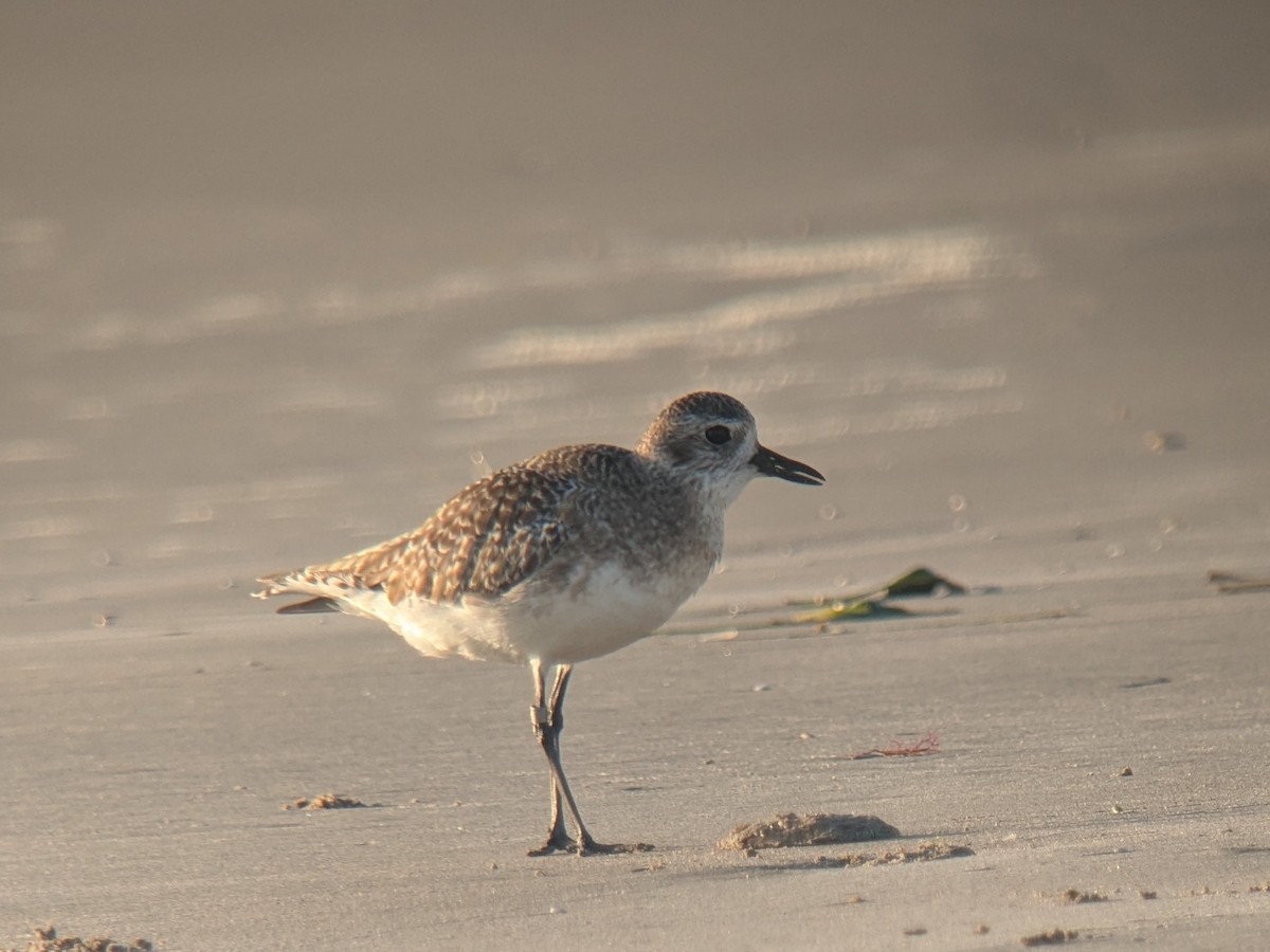 Kiebitzregenpfeifer - ML646743704