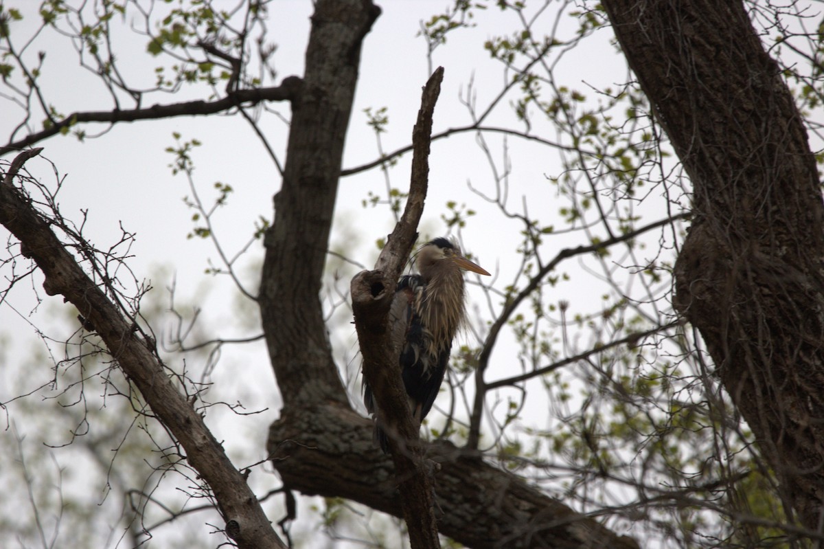 Garza Azulada - ML646743705