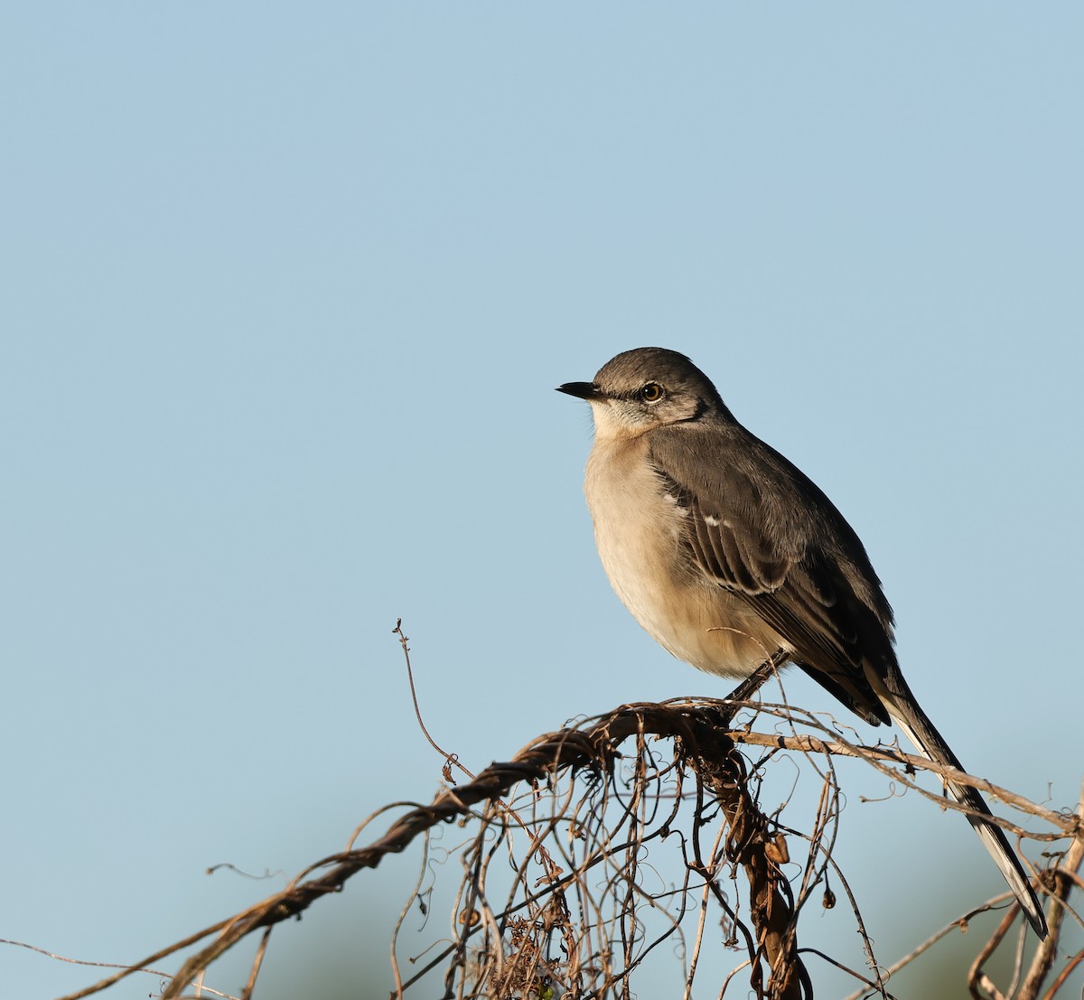 Northern Mockingbird - ML646743706