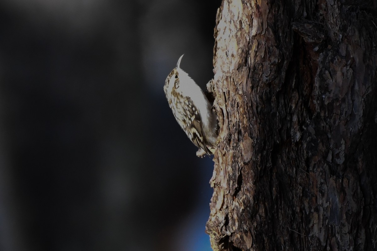 Eurasian Treecreeper - ML646743707