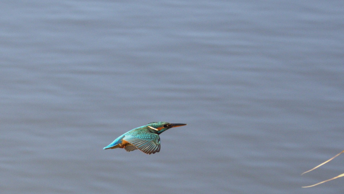 Common Kingfisher - ML646743709