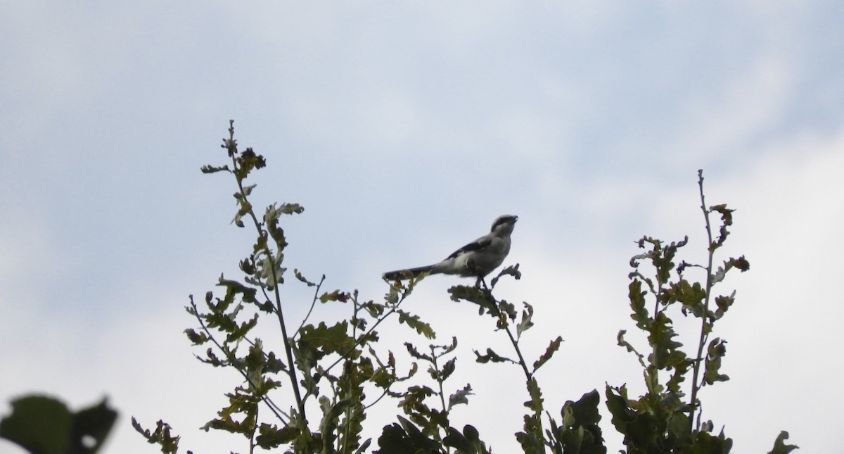 Great Gray Shrike - ML646743710