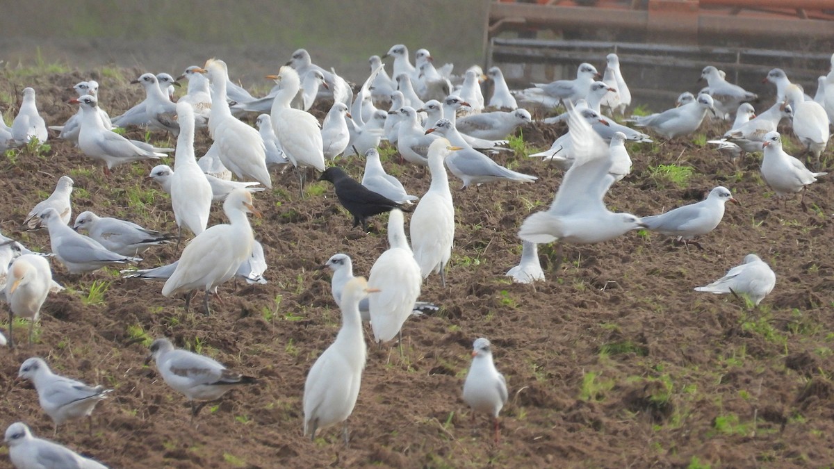Mediterranean Gull - ML646743712