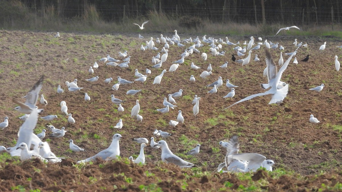 Mediterranean Gull - ML646743713