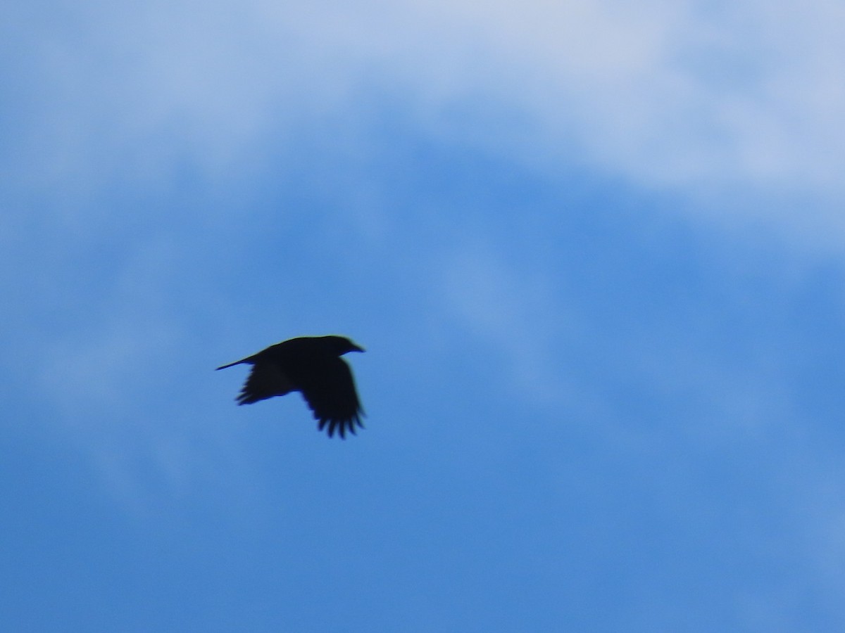 עורב שחור - ML646743714