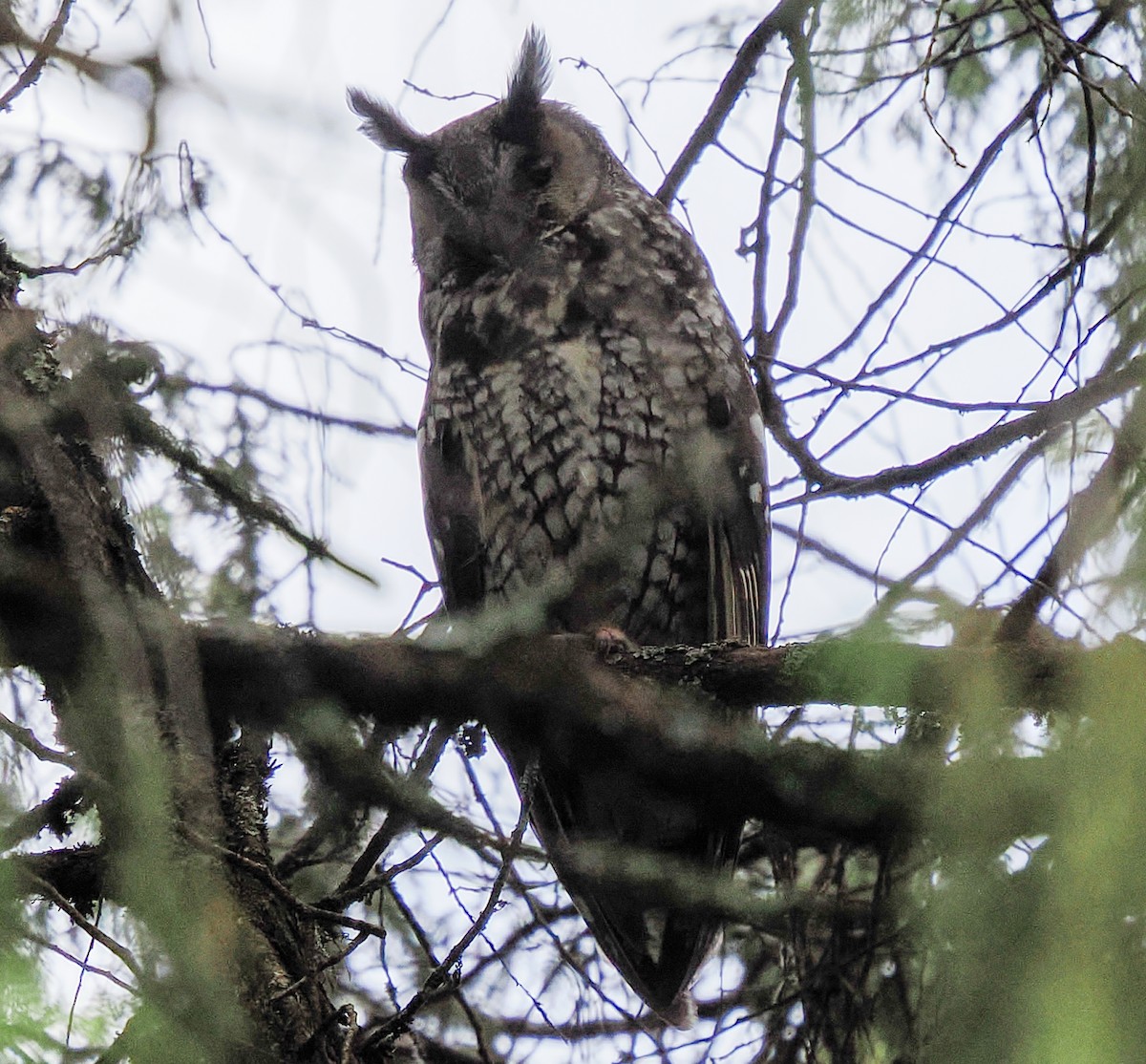 Abyssinian Owl - ML646743715