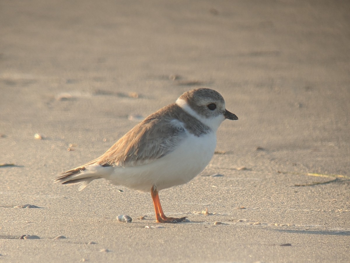 Flötenregenpfeifer - ML646743716