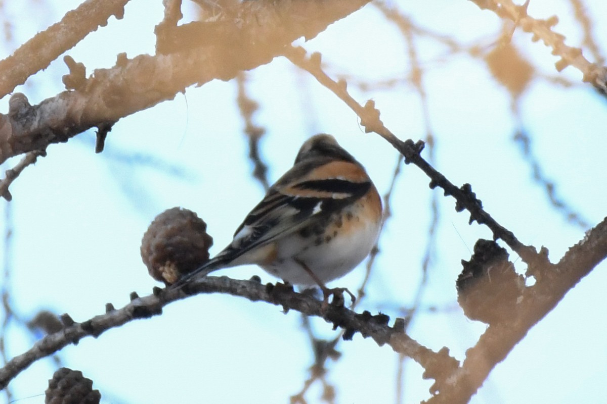 Brambling - ML646743718