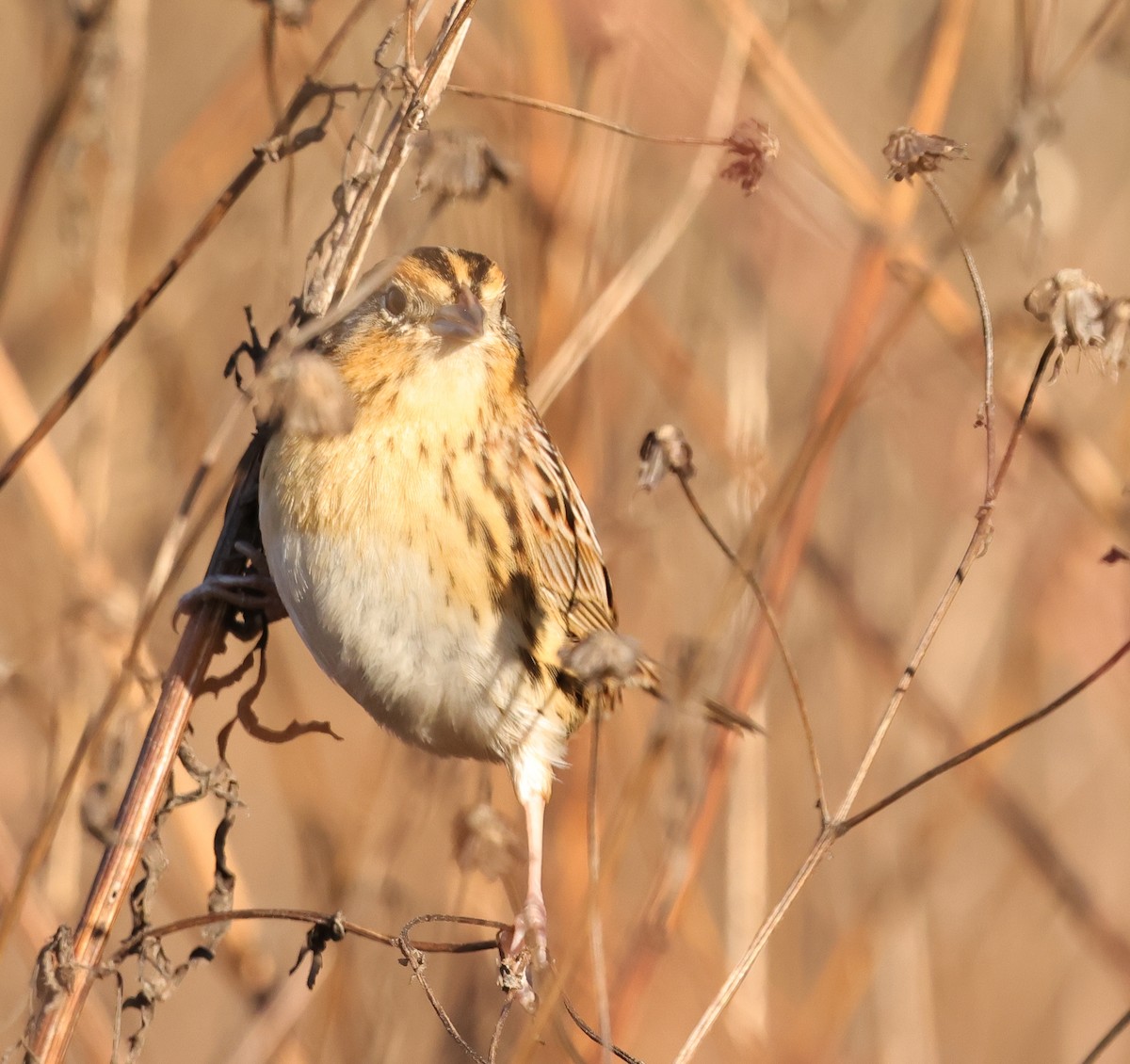 LeConte's Sparrow - ML646743720