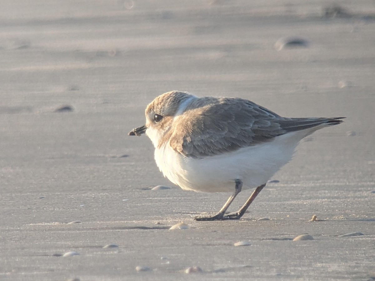 Snowy Plover - ML646743722