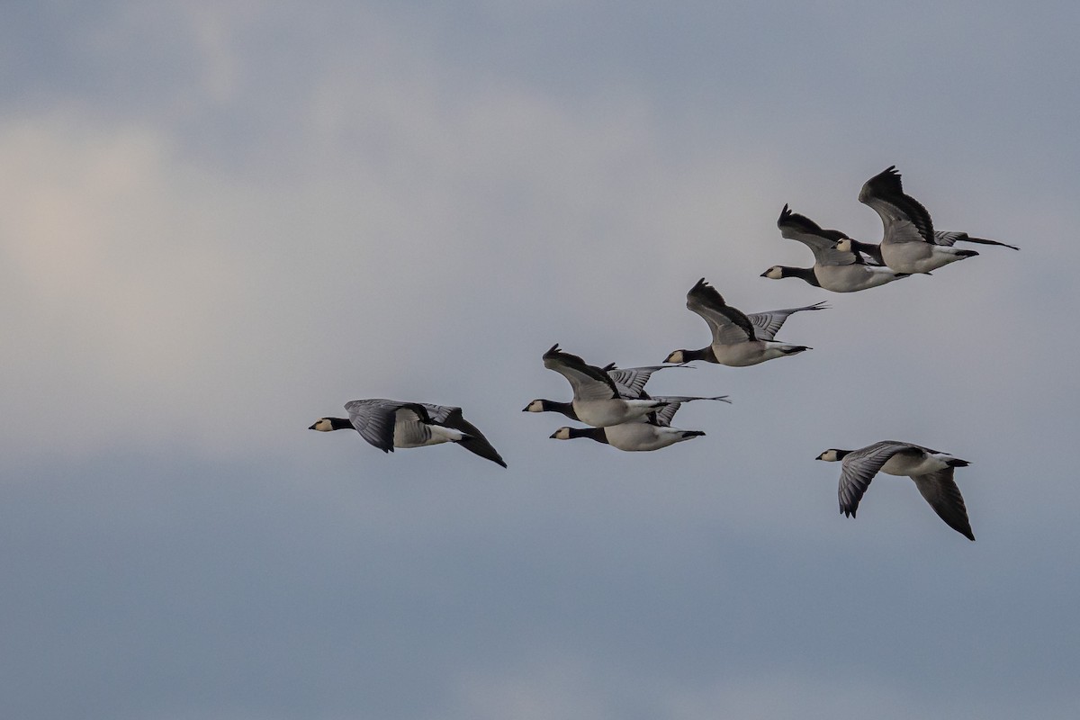 Barnacle Goose - ML646743723