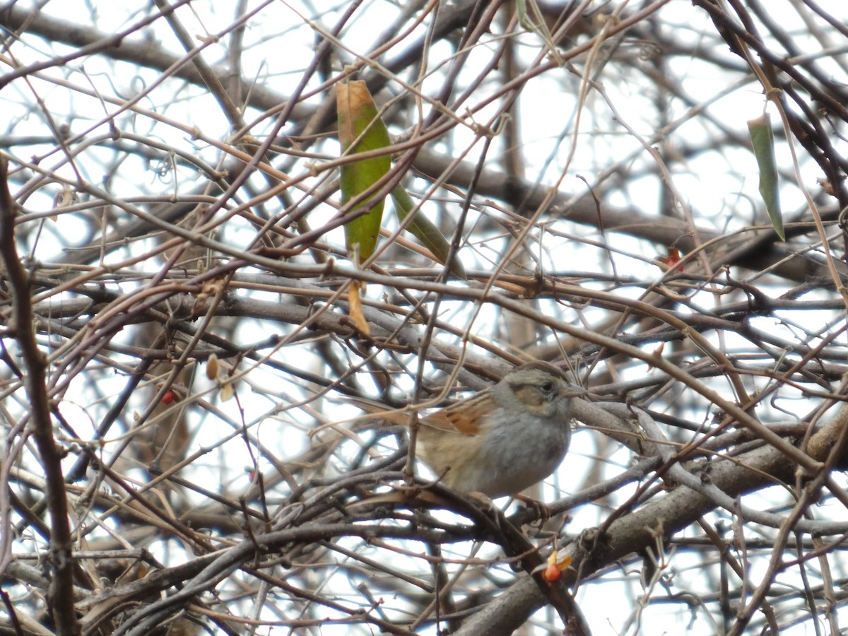 Swamp Sparrow - ML646743735