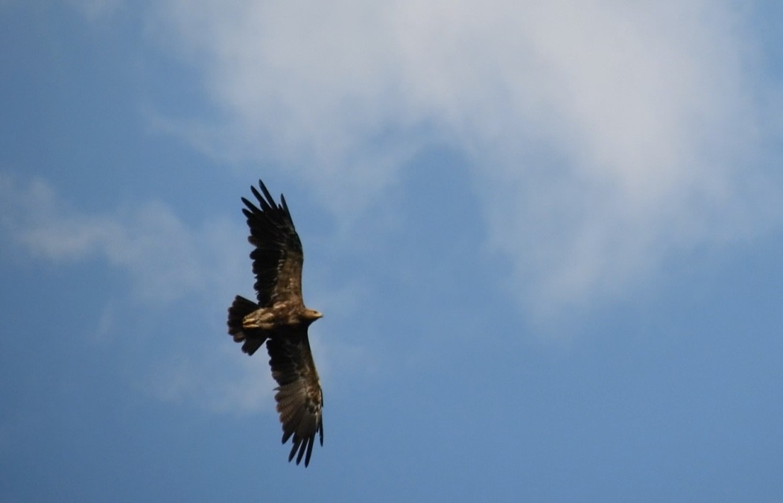 Lesser Spotted Eagle - ML646743736