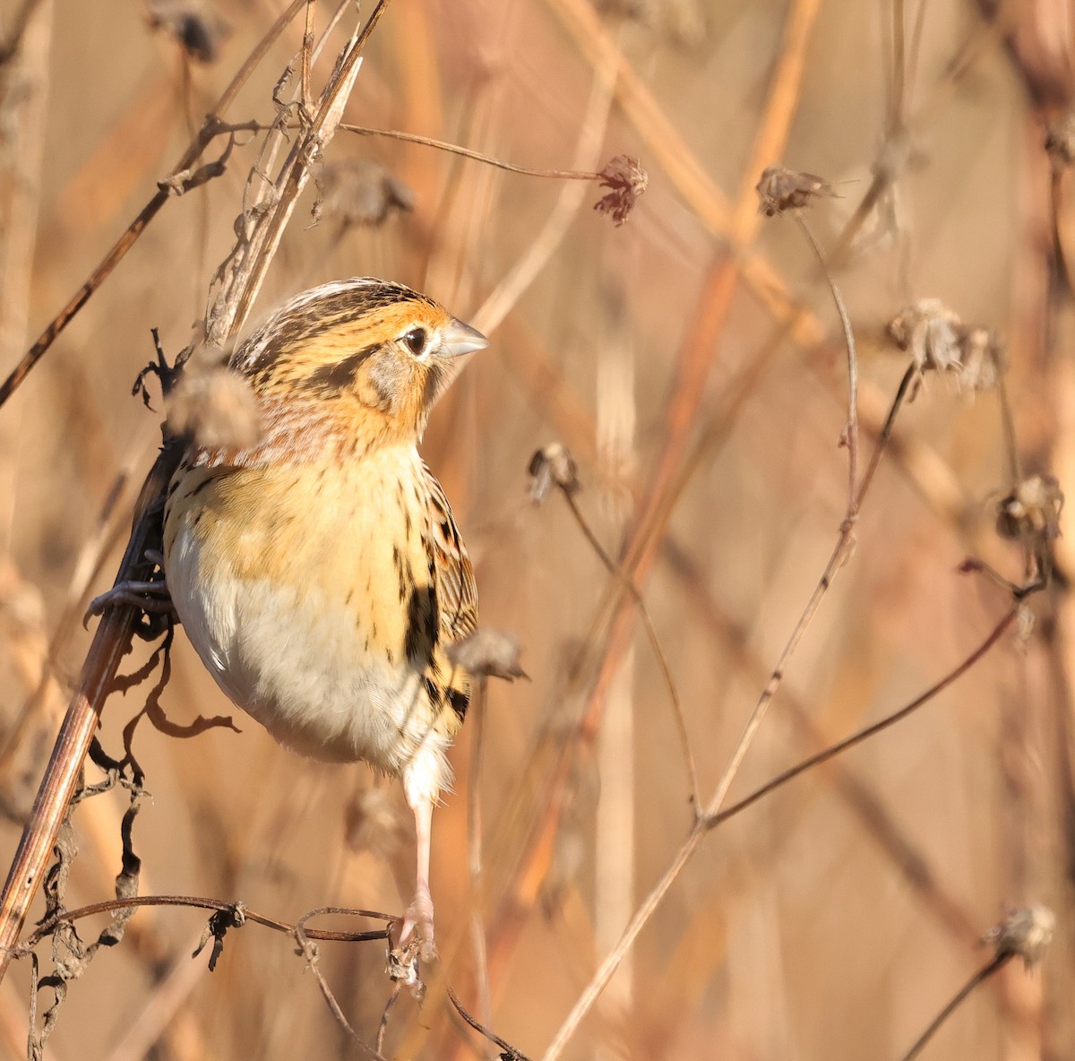 LeConte's Sparrow - ML646743737