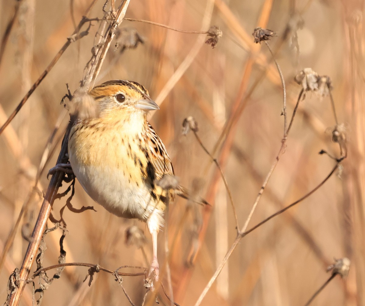 LeConte's Sparrow - ML646743739
