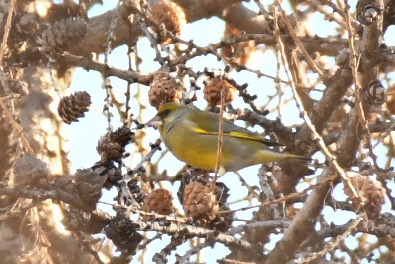 European Greenfinch - ML646743740