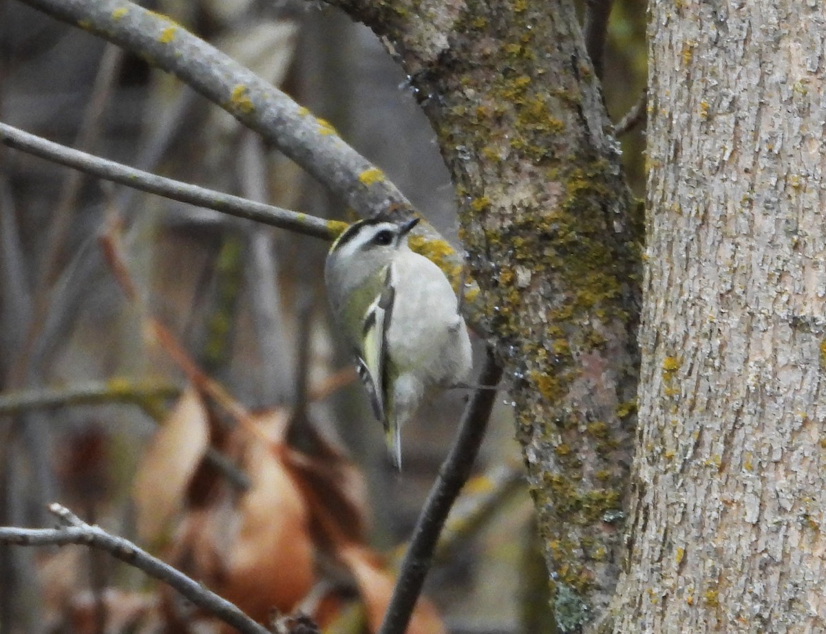Golden-crowned Kinglet - ML646743742