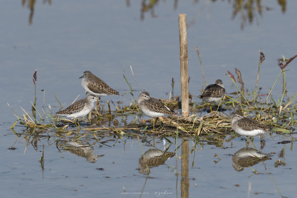 Wood Sandpiper - ML646743743