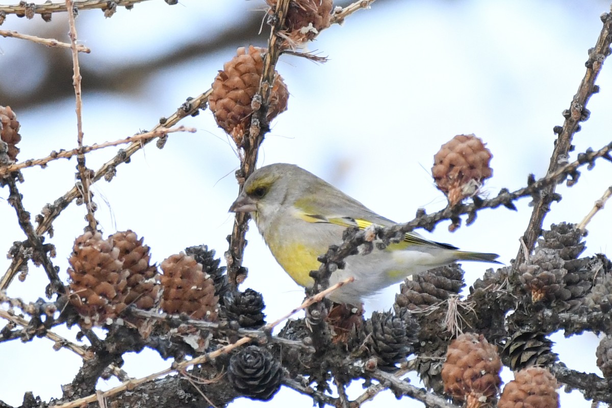 European Greenfinch - ML646743744