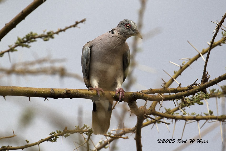 Горлиця суданська - ML646743745