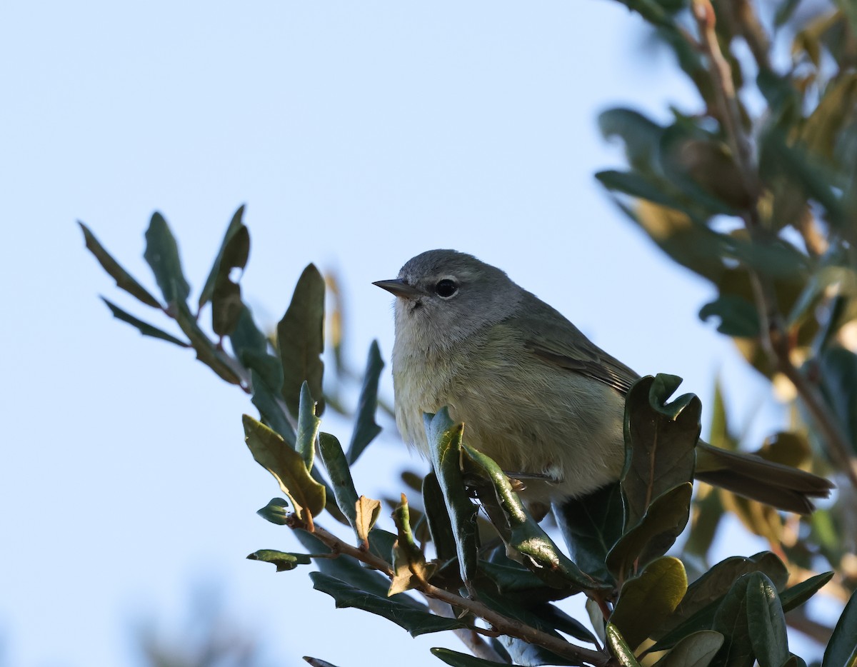 Orange-crowned Warbler - ML646743746